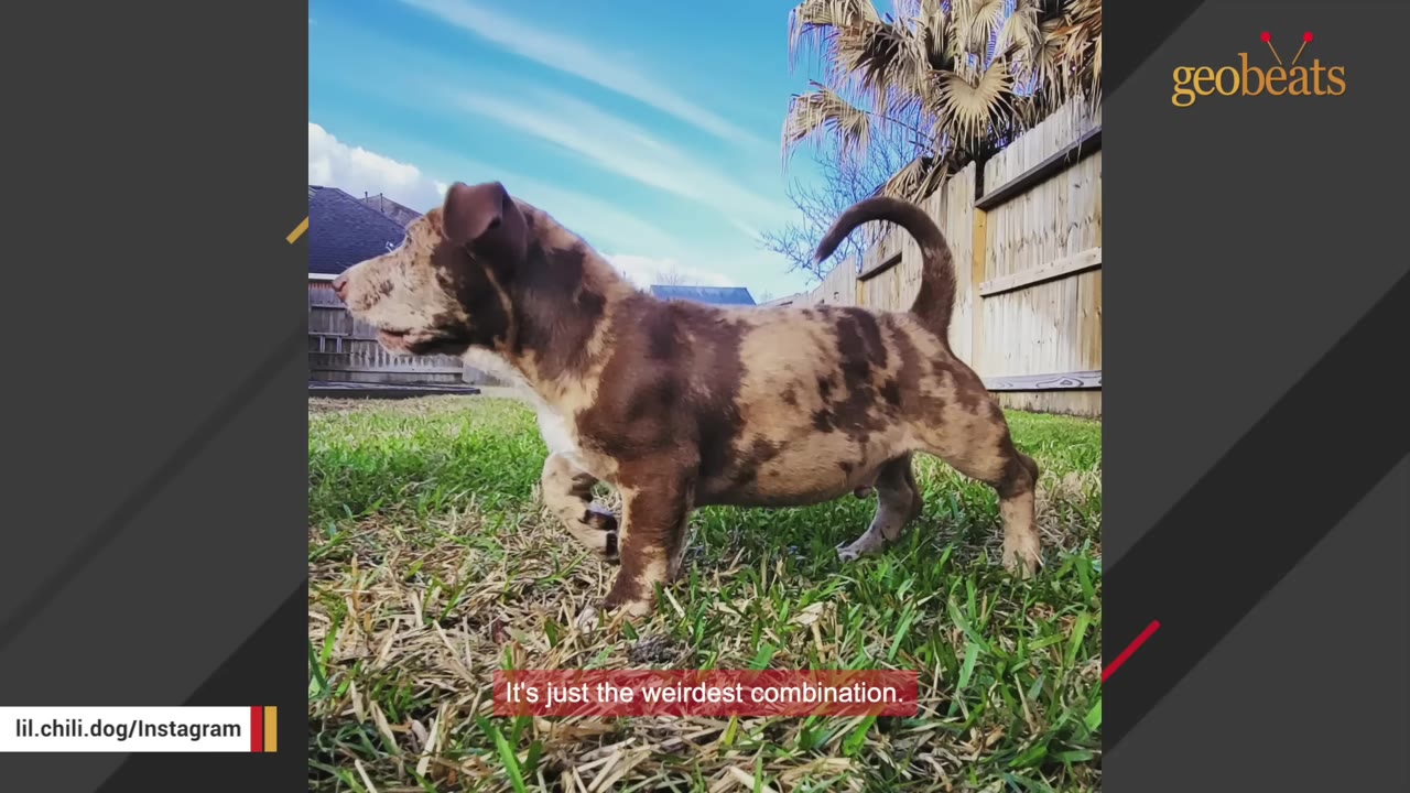 A unique-looking puppy with a brown and tan merle coat, short legs, and a long body standing on a grassy lawn.