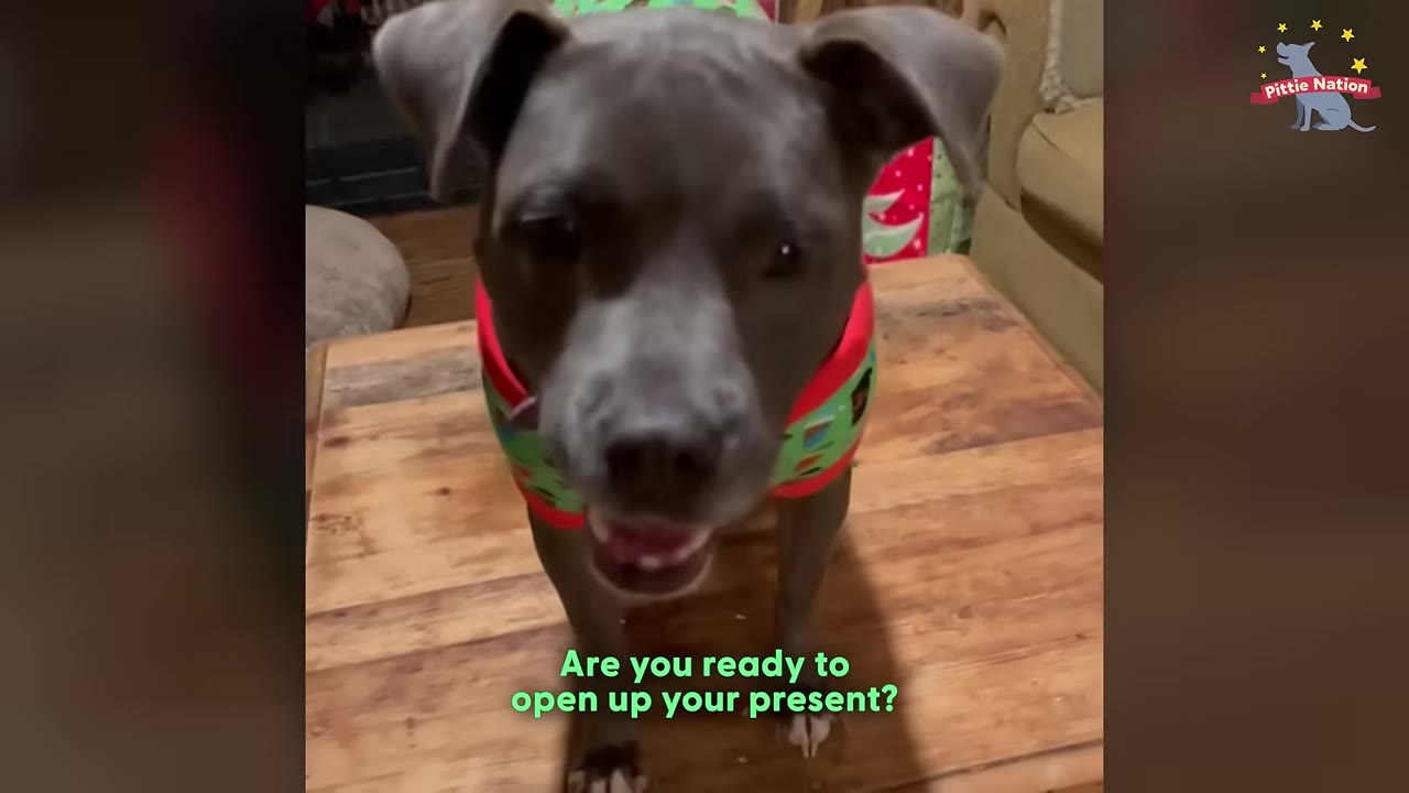 A grey pit bull wearing a festive green and red Christmas sweater stands on a wooden table, looking directly at the camera with an open mouth.