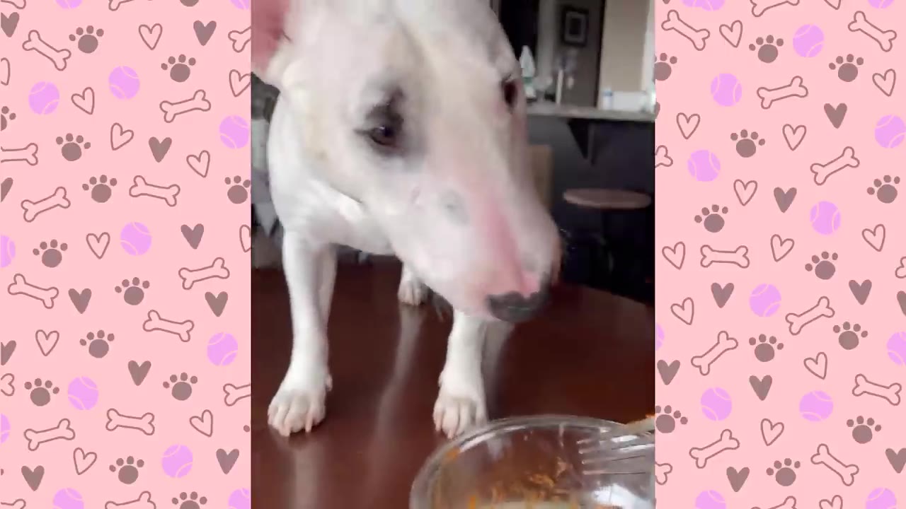 A white Bull Terrier stands on a wooden dining table, looking down at a glass bowl of food with a fork in it.
