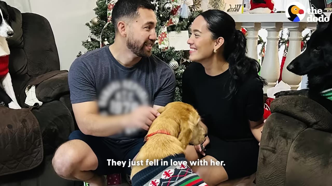 A man and a woman sit in front of a Christmas tree, smiling at each other while petting a golden retriever wearing a festive sweater.