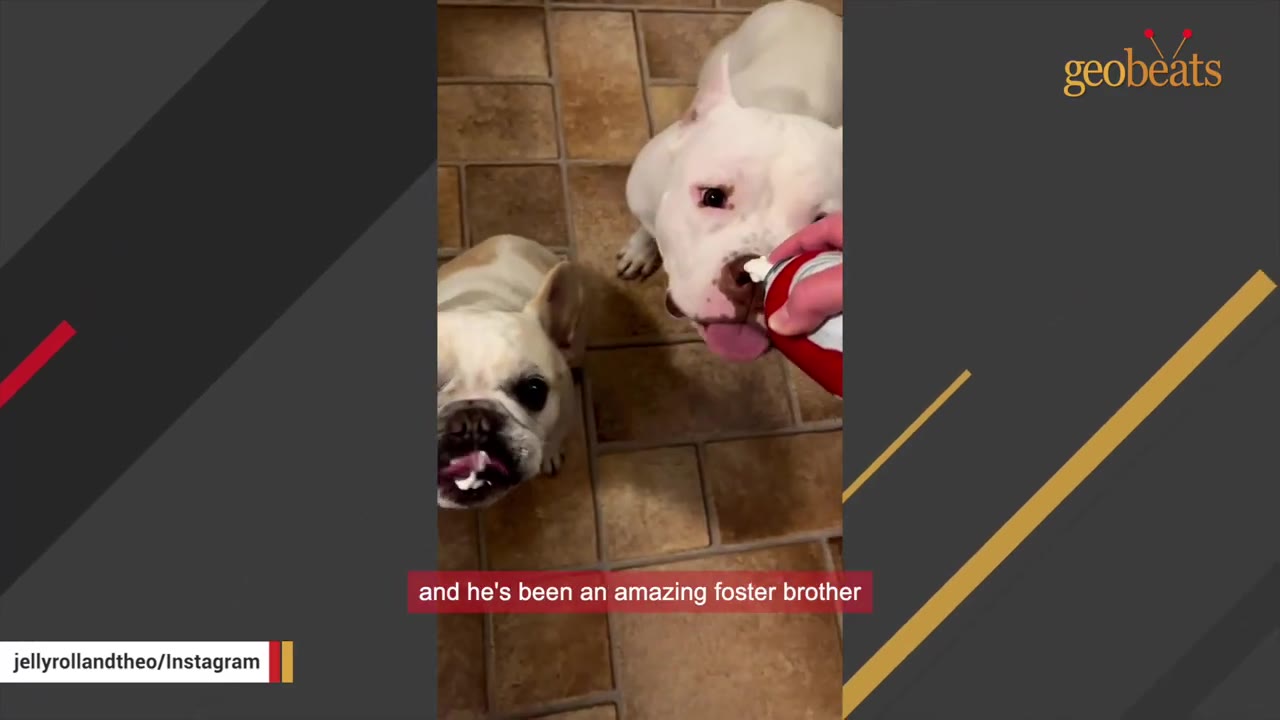 A white pit bull and a small French bulldog look up expectantly as they are offered whipped cream from a can.