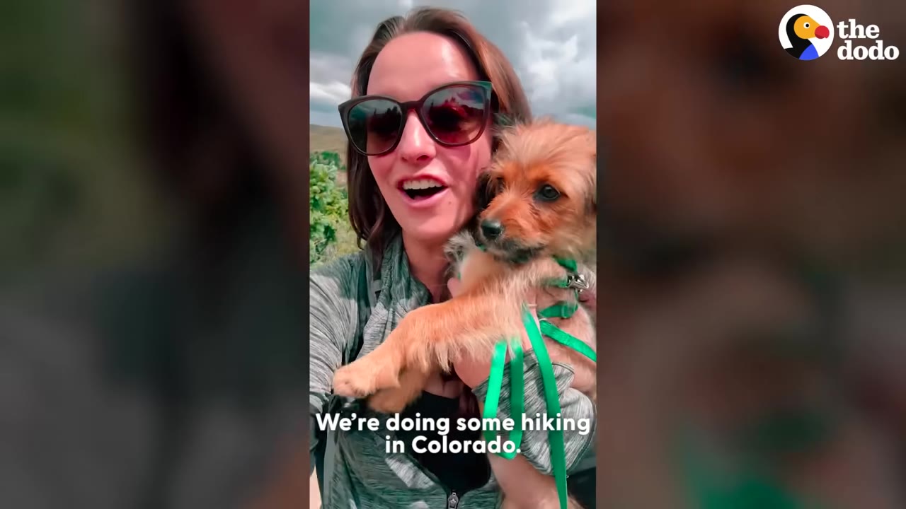A woman wearing sunglasses holds a small brown dog in a green harness while hiking in Colorado.