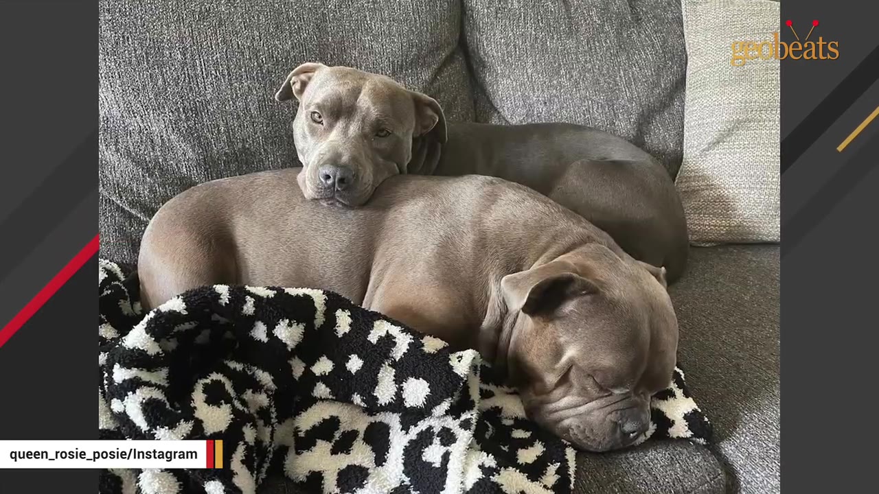 Two grey pit bull dogs cuddling on a grey couch, with one dog resting its head gently on the back of the other sleeping dog.