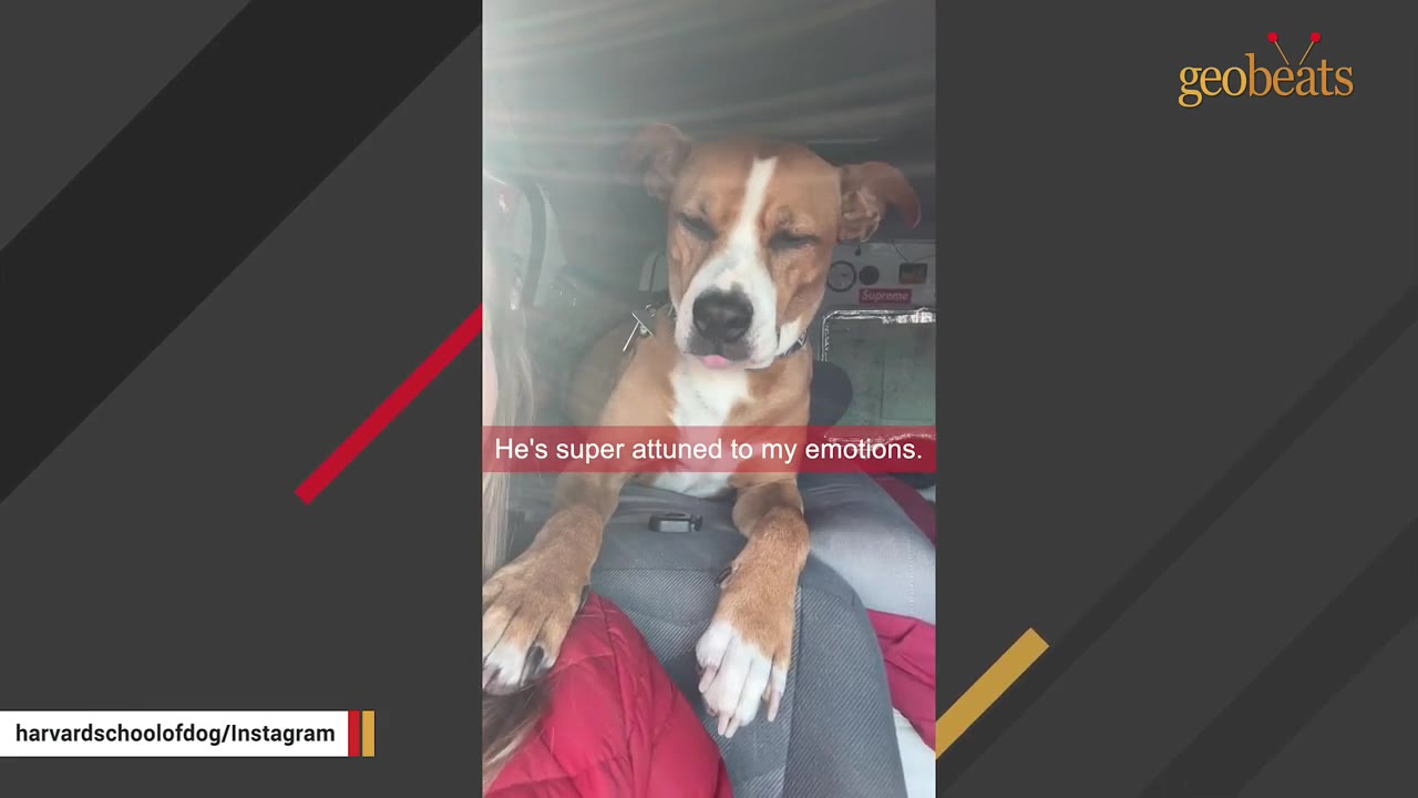 A brown and white dog named Harvey sitting in a vehicle with his eyes closed, looking calm and gentle, with a caption that reads 'He's super attuned to my emotions.'
