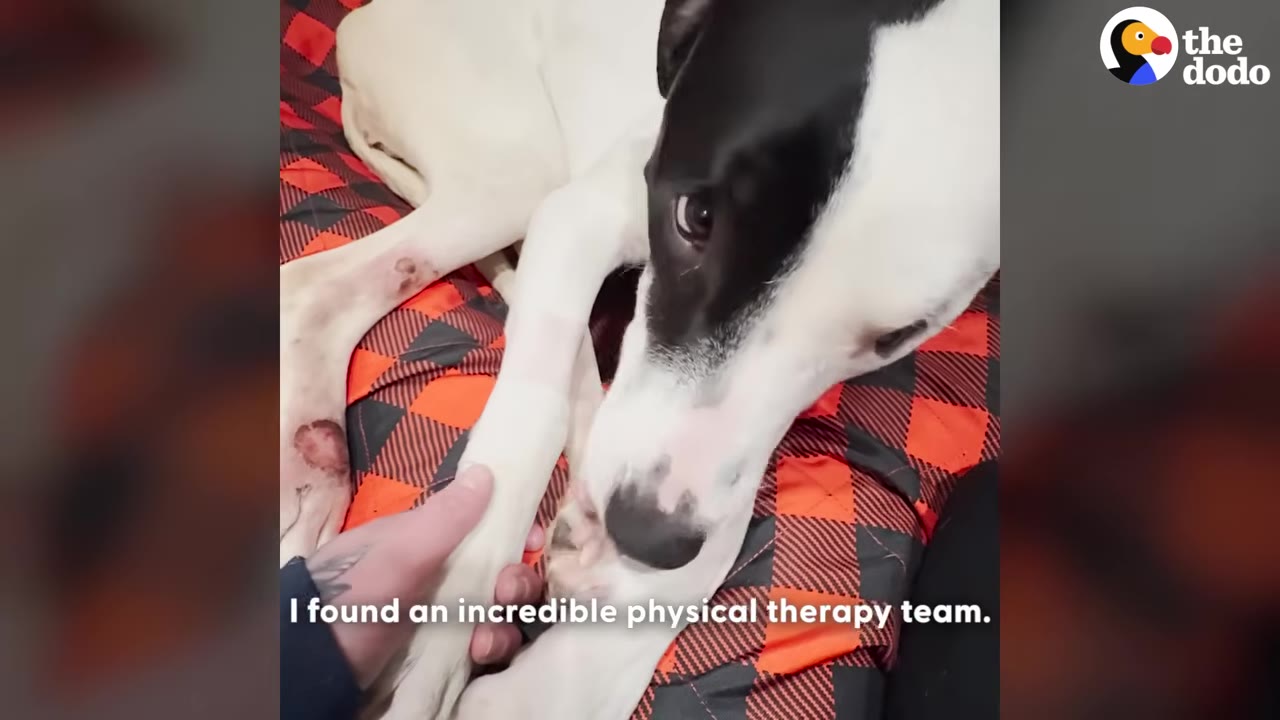 A close-up of a black and white dog lying down on an orange and black plaid blanket while a person's hand gently holds its front leg.