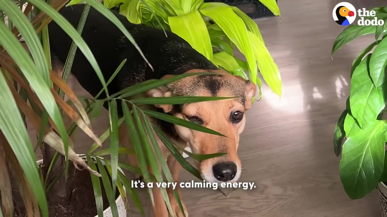 A tan and black dog walks through several large green potted indoor plants on a light wood floor.