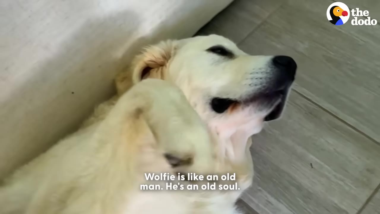 A light-colored golden retriever lies on its back on a tiled floor, looking up with a relaxed expression.