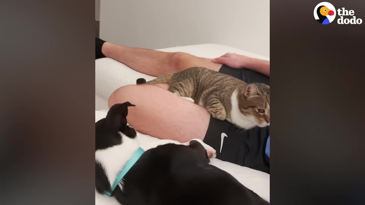 A tabby cat lies on a person's lap in bed while a black and white dog rests nearby.