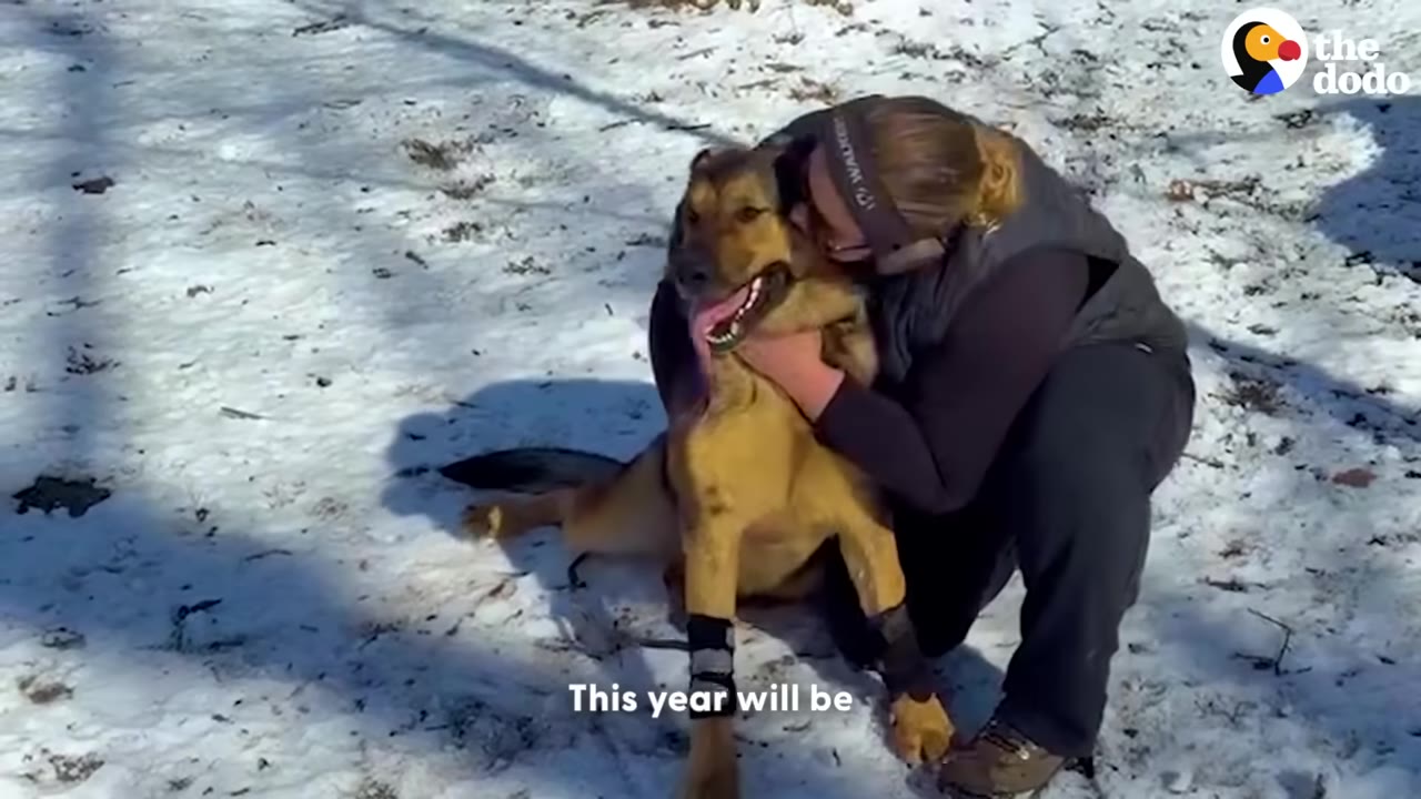 A woman wearing a black vest and sunglasses hugs a German Shepherd dog with black leg wraps while kneeling in the snow.