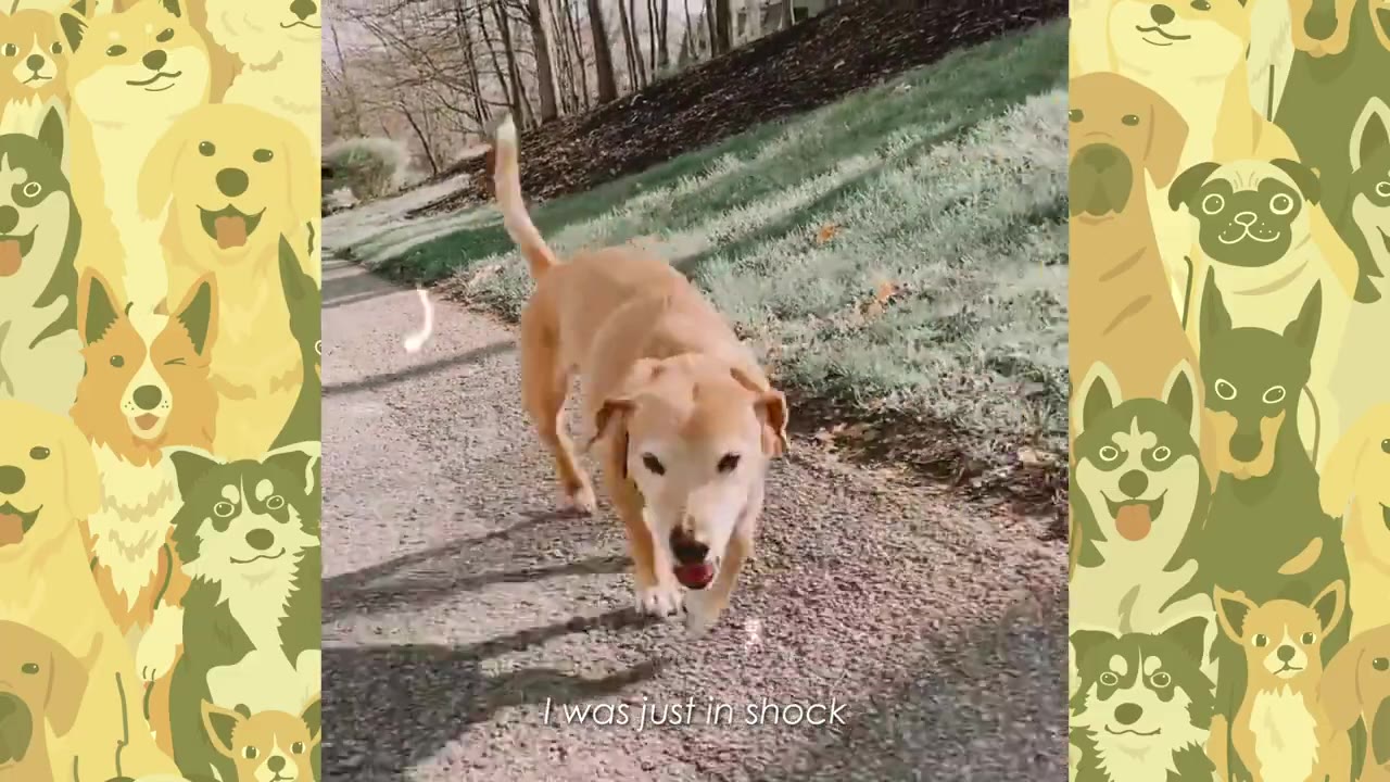 A light brown dog walks confidently forward on a paved path outdoors, with trees in the background.