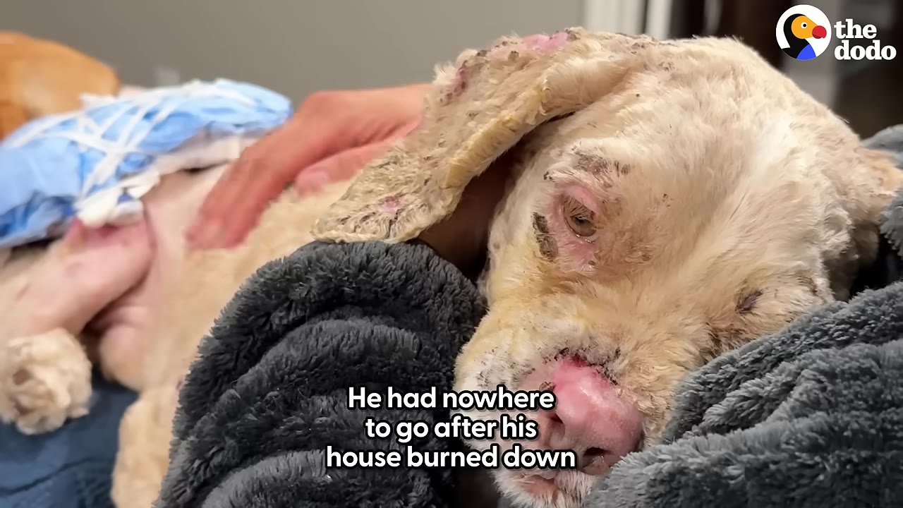 A close-up of a light-colored dog with visible skin injuries and burns resting its head on a grey blanket while being gently petted by a person's hand.