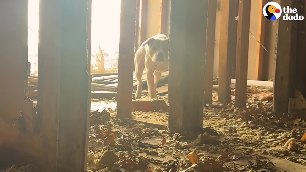 A light-colored dog stands amidst debris and exposed wooden wall studs inside a dilapidated, abandoned house with bright sunlight streaming through the background.