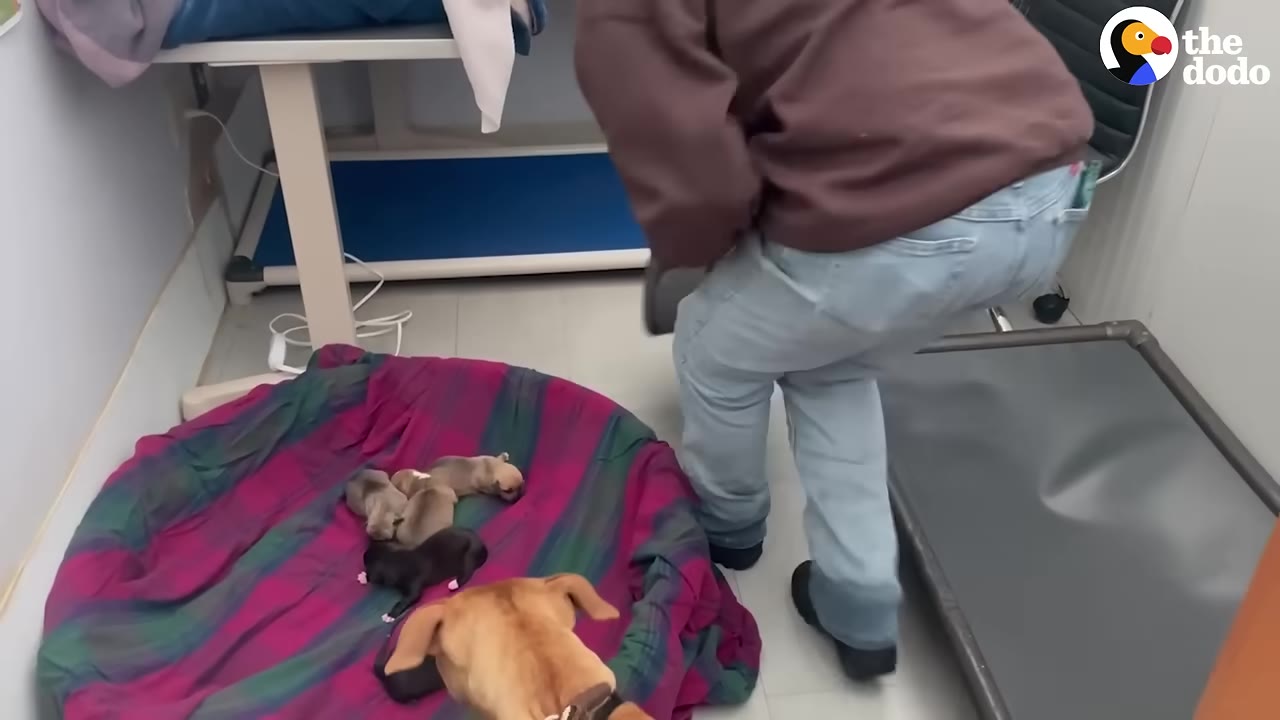 A person in a brown sweatshirt and jeans stands near a colorful dog bed on the floor of a shelter room, where several small puppies are resting and a brown dog is looking at them.