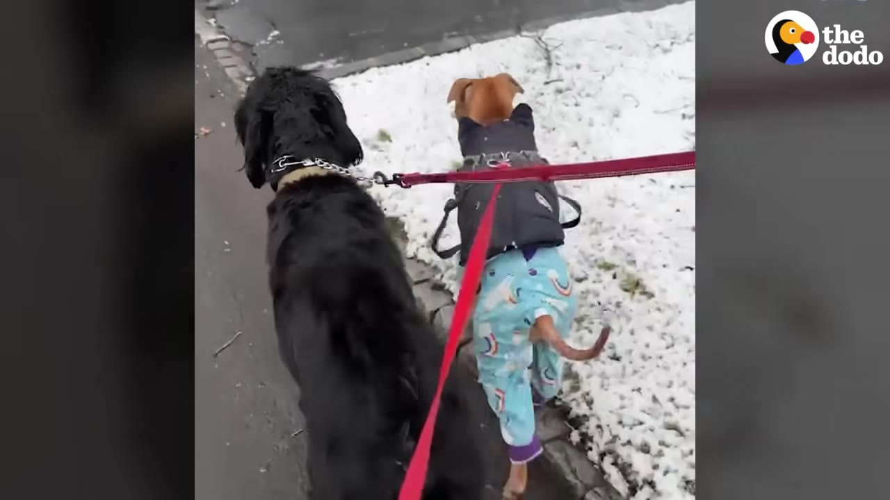 A black dog and a brown dog wearing blue pajamas walk side-by-side on leashes along a snowy path.
