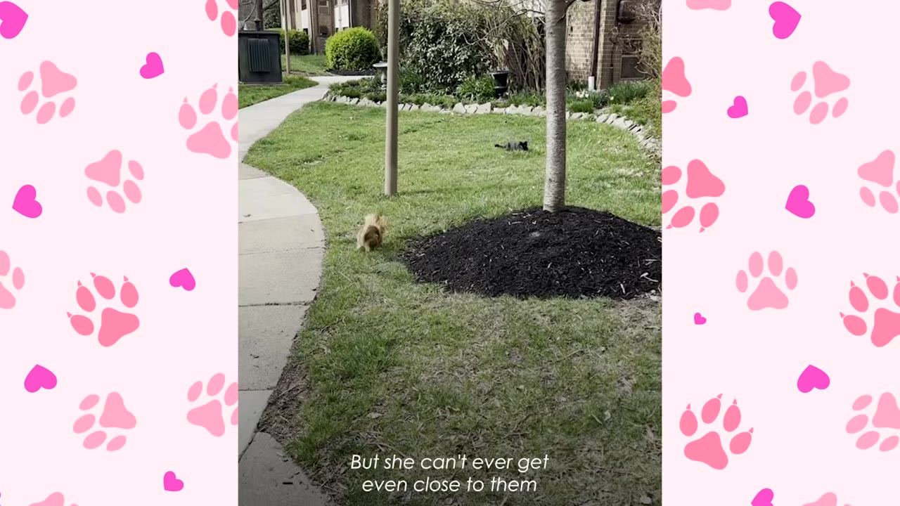 A small brown dog stands on a grassy lawn near a paved path, looking toward a black cat sitting near a tree trunk in the distance.