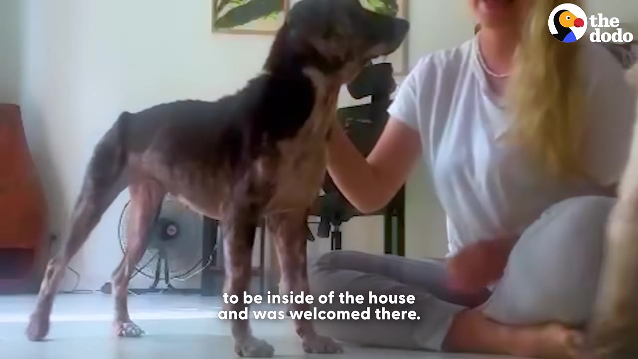 A thin, dark-colored dog stands indoors next to a woman sitting on the floor who is gently petting her.