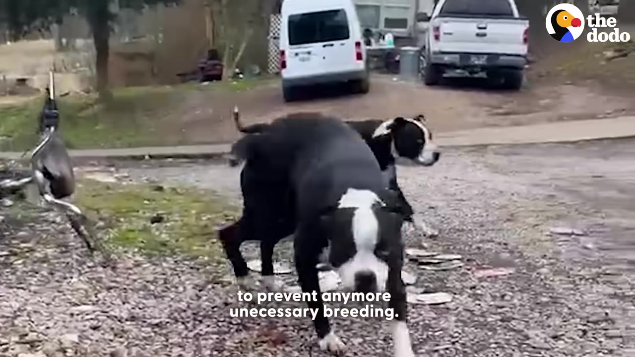 Two black and white dogs walk on a gravel path with a white van and pickup truck in the background.