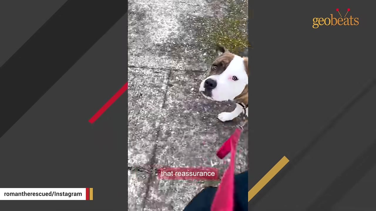 A brown and white dog on a red leash walks on a concrete path and looks up towards the camera.