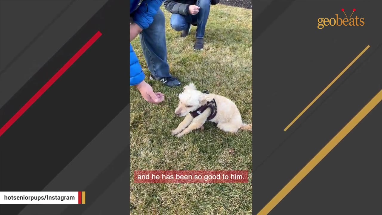 A small, light-colored dog sits on the grass as a man reaches out a hand to build trust.