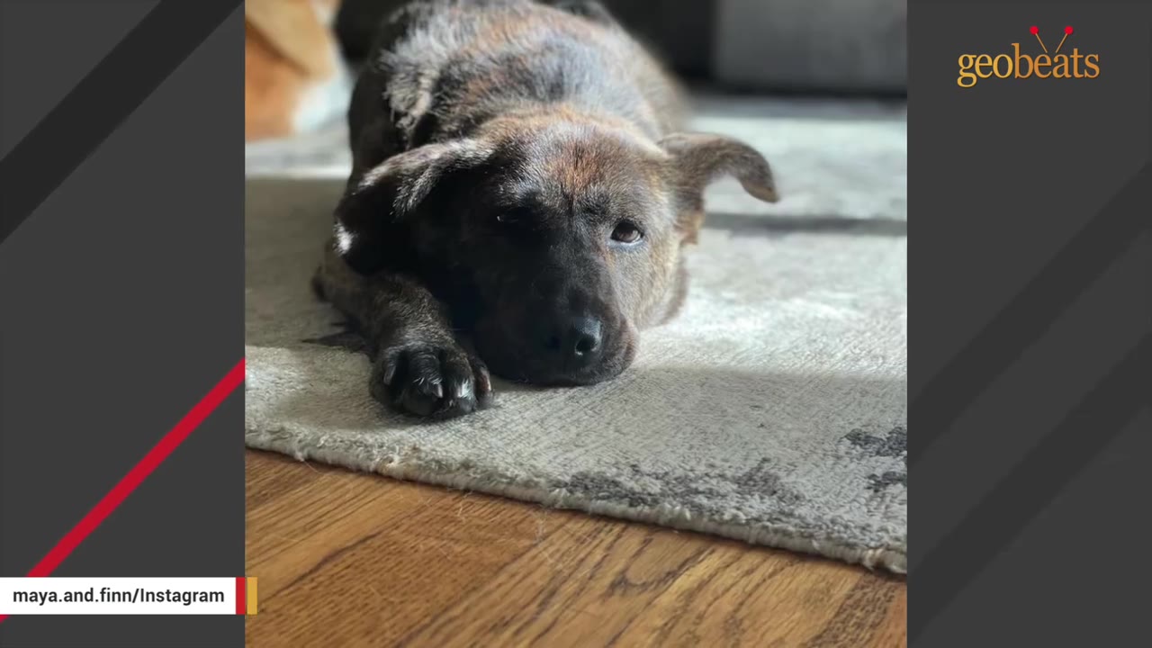 A close-up shot of a brindle dog lying down on a grey rug on a wooden floor, looking directly at the camera.