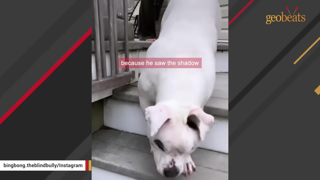 A white dog walks down outdoor wooden steps, sniffing the ground.