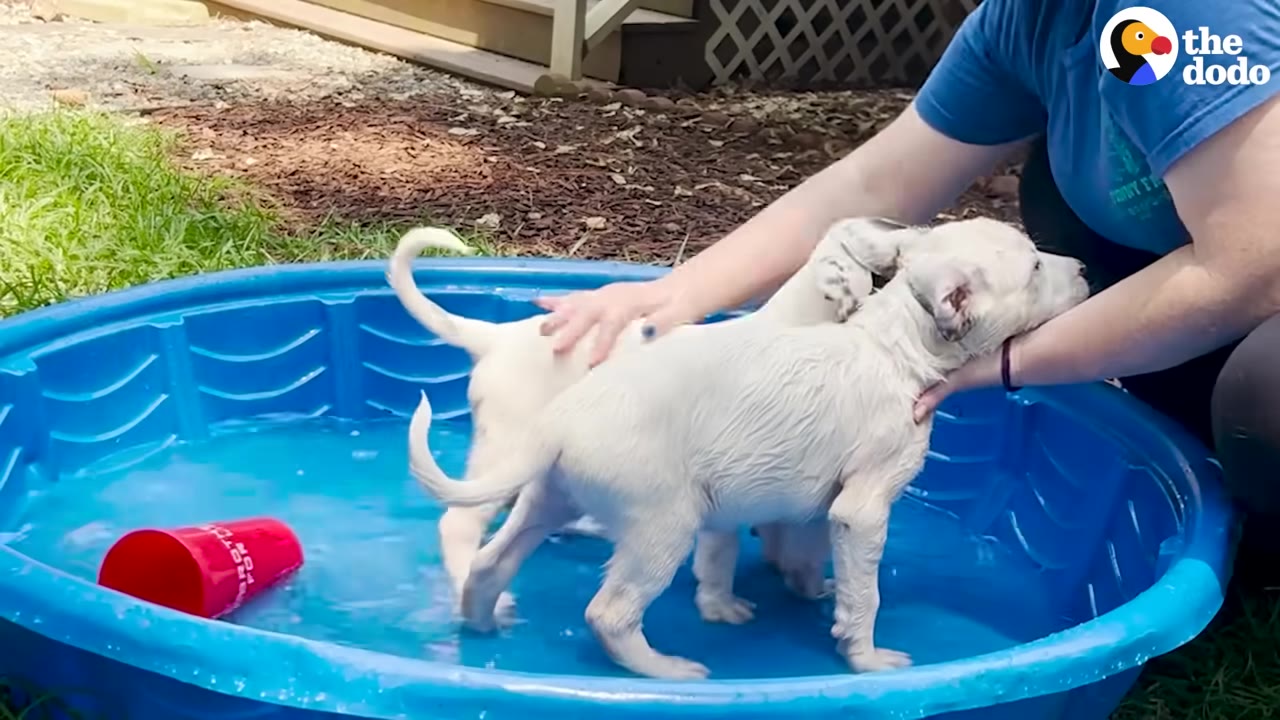 A person in a blue shirt washing two white puppies inside a blue plastic kiddie pool outdoors.