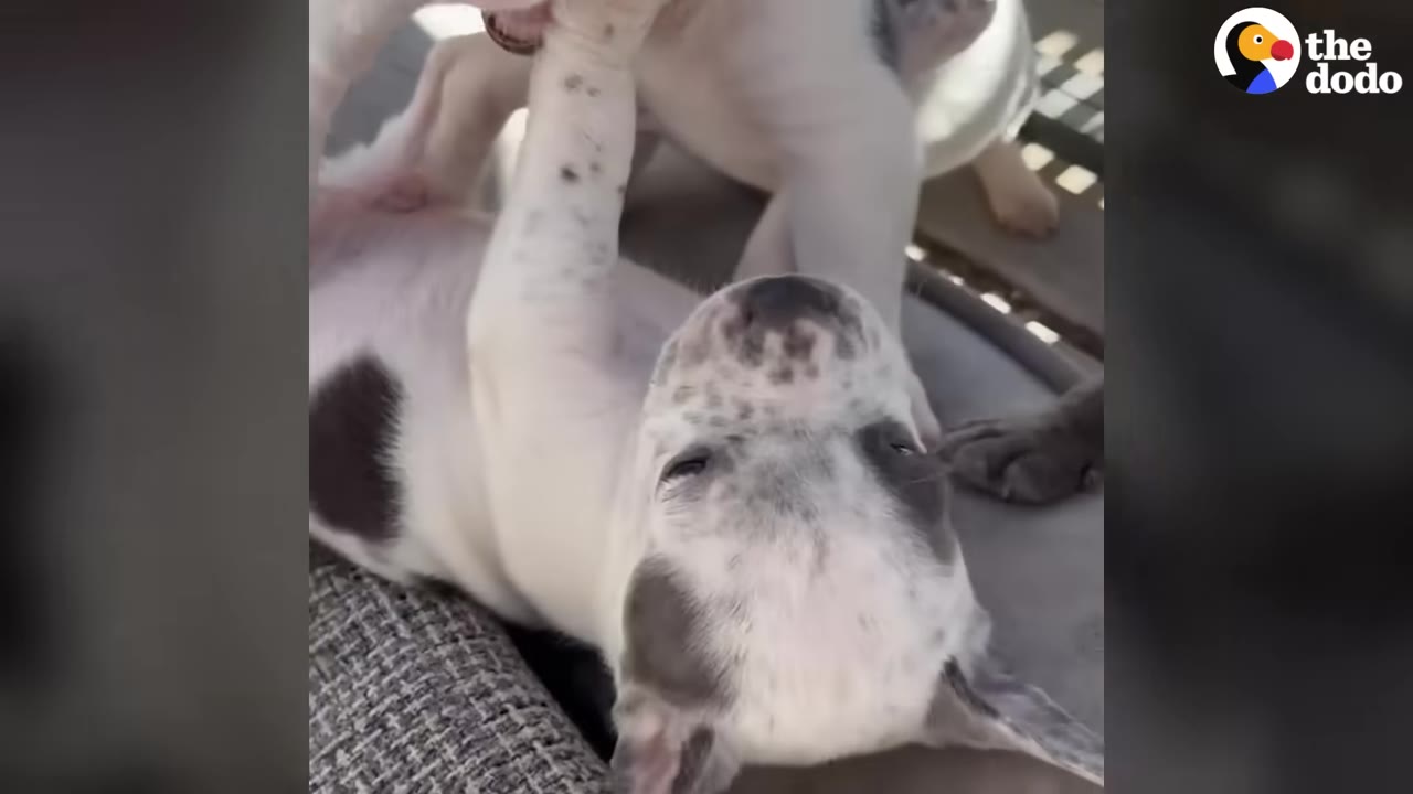 A black and white puppy lies on its back playing with another puppy.