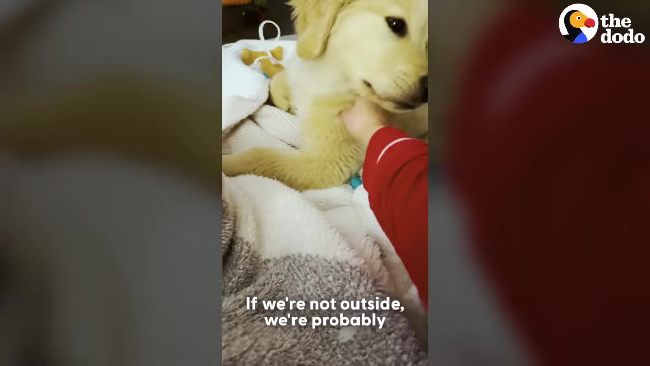 A golden retriever puppy lies on a white blanket on a couch while a person in a red long-sleeved shirt gently pets its chest.
