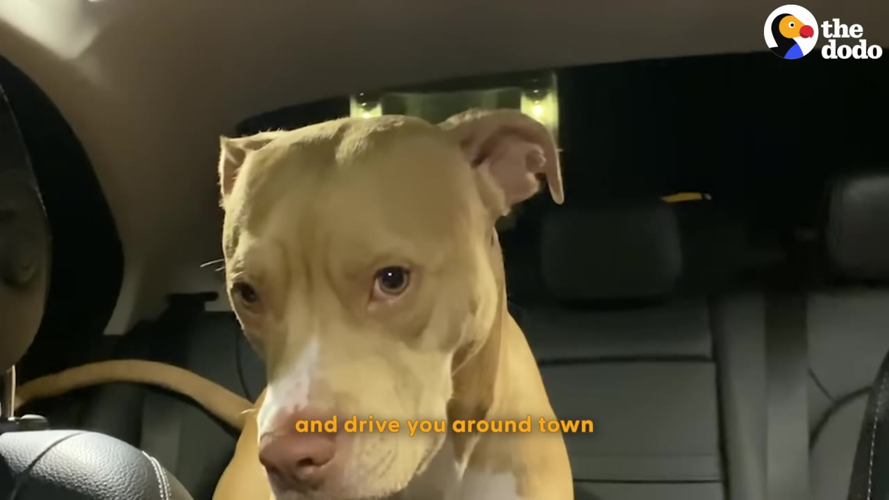 A tan and white pit bull type dog sits in the back seat of a car, looking forward with an alert expression.