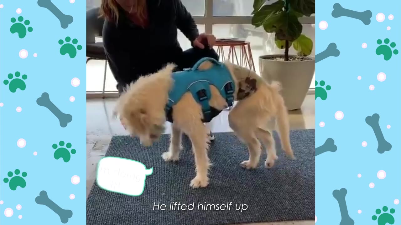 A small, light-colored dog wearing a blue support harness stands on a blue mat, lifting himself up on his legs as a person kneels behind him.