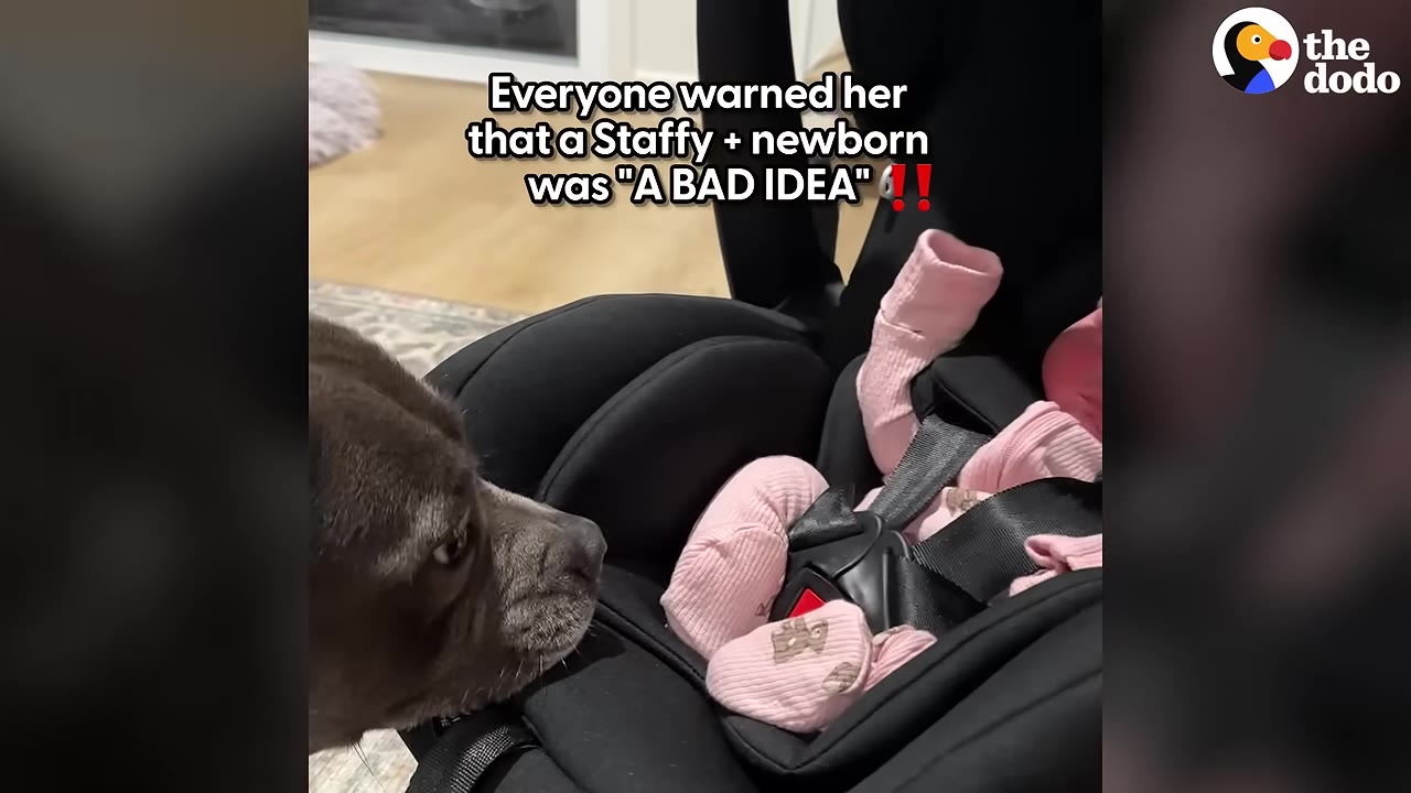 A gray Staffordshire Bull Terrier gently looks at a newborn baby wearing a pink outfit in a black car seat.
