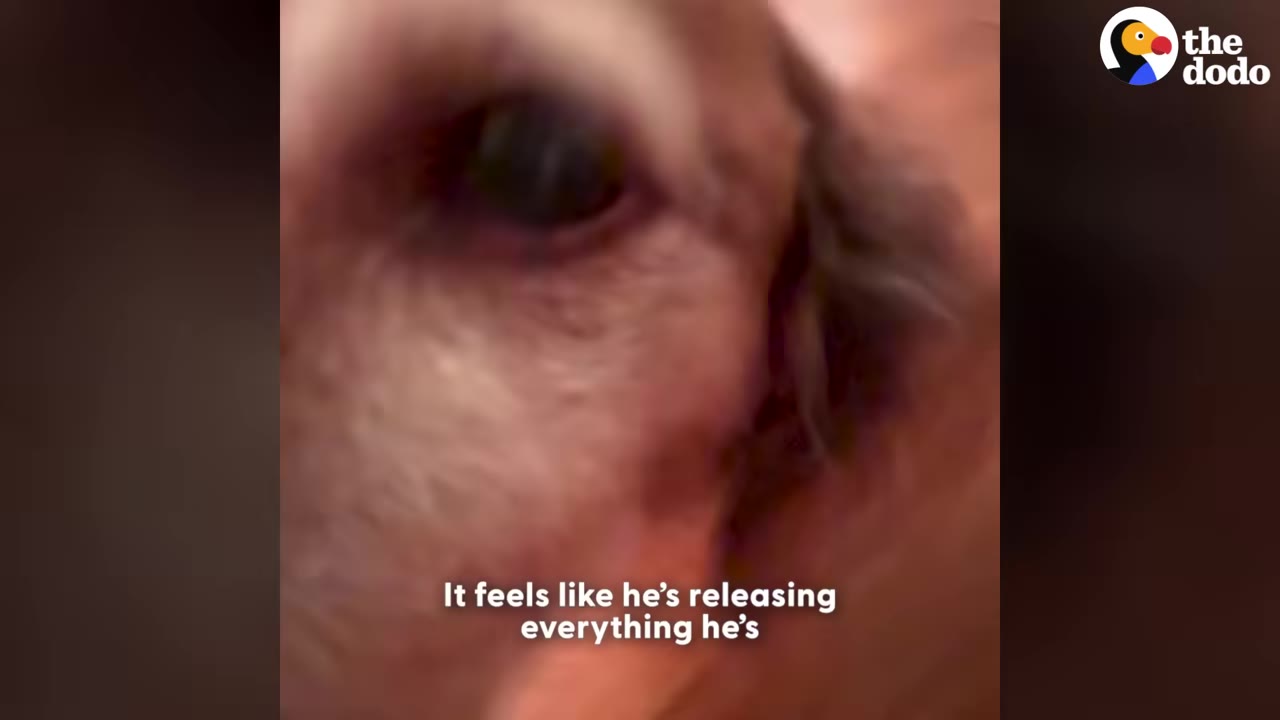 An extreme close-up of a brown dog's eye and face, with a caption that reads, 'It feels like he's releasing everything he's'.