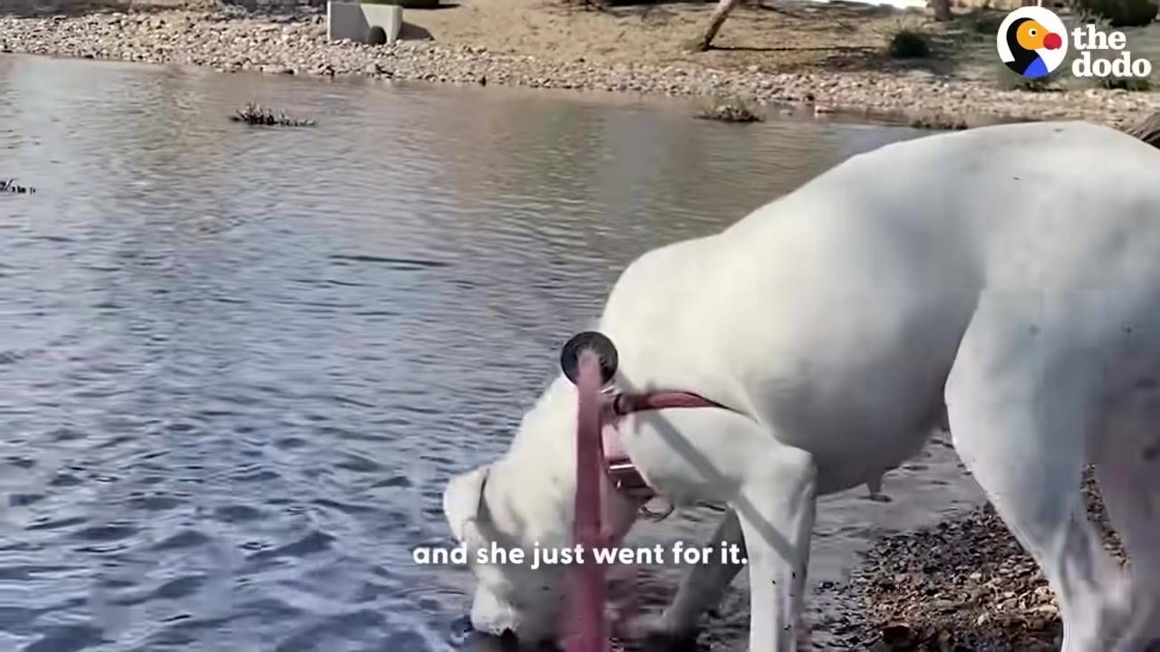 A white dog wearing a pink harness stands on a rocky shore and dips her snout into the water of a lake.