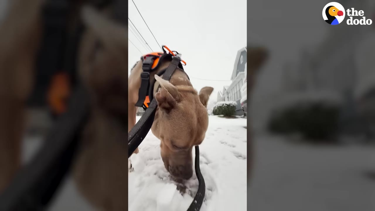 A brown dog wearing an orange harness and a leash sniffs the snow-covered ground on a sidewalk.