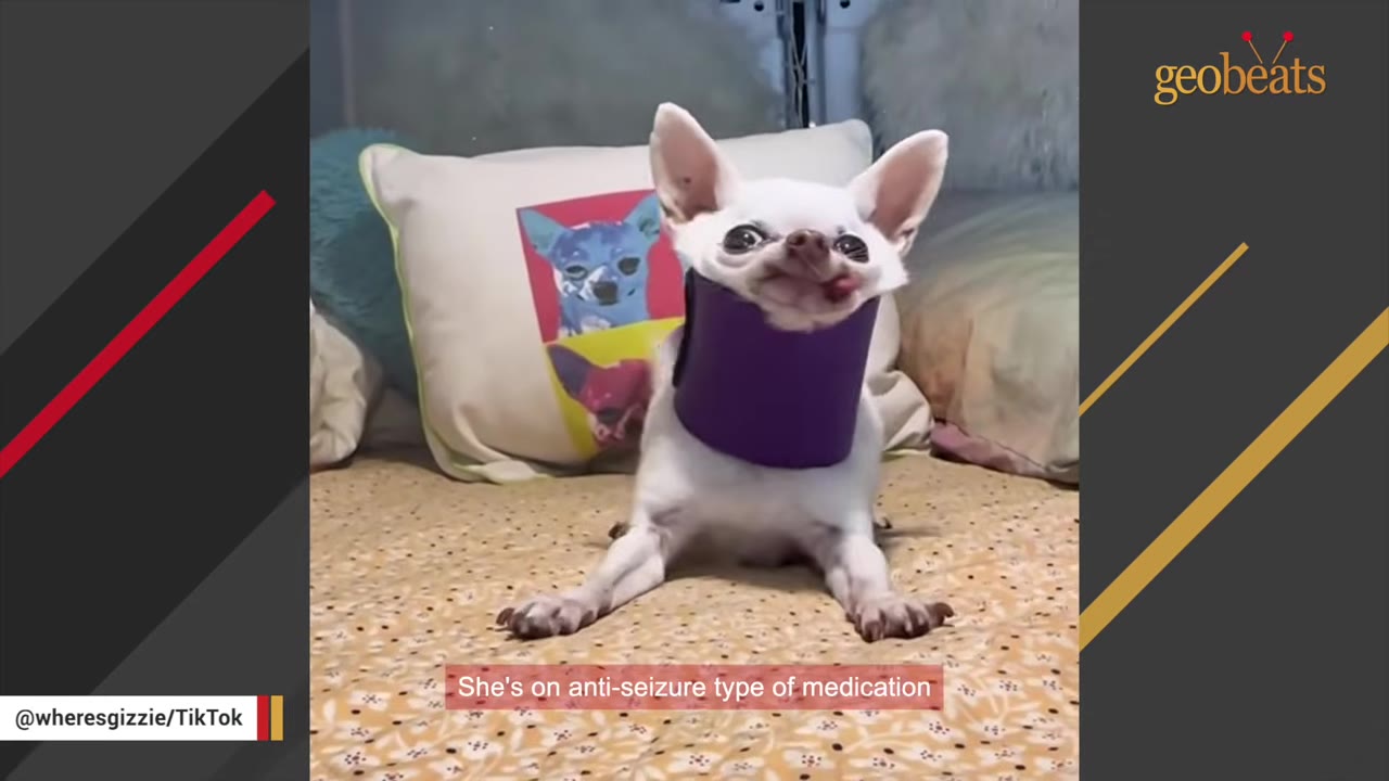 A small white Chihuahua wearing a purple neck brace sits on a patterned bedspread.