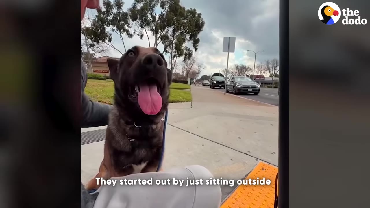A German Shepherd dog sits happily on a sidewalk next to a street with cars, looking up with its tongue out.