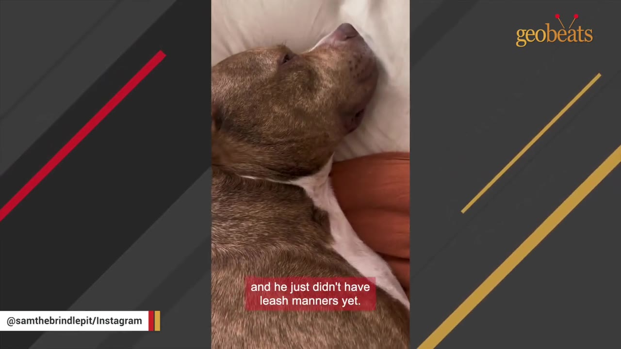 A close-up of a brindle-colored pit bull named Sam resting his head on a white pillow.