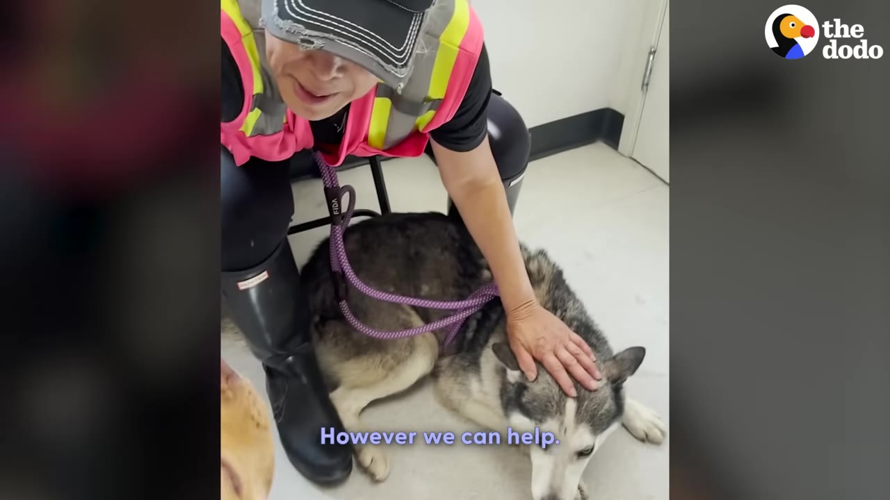 A rescue worker wearing a pink and yellow safety vest, black cap, and black boots kneels down to gently pet a husky lying on the floor.