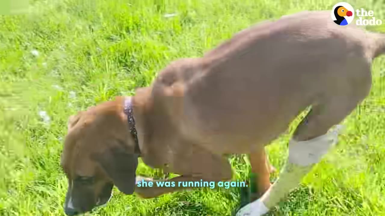A brown dog with a bandaged hind leg walks on green grass.