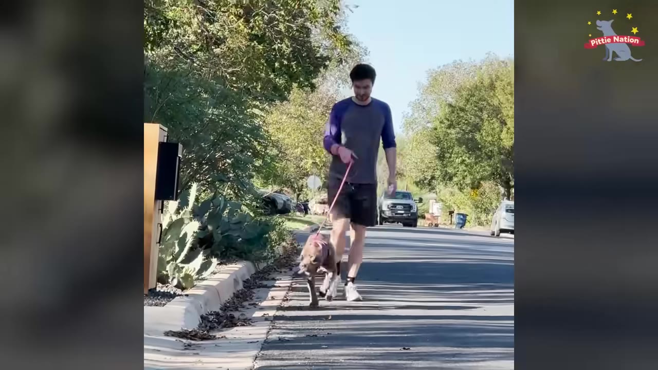 A man walks a brown dog on a pink leash down a paved street lined with trees.