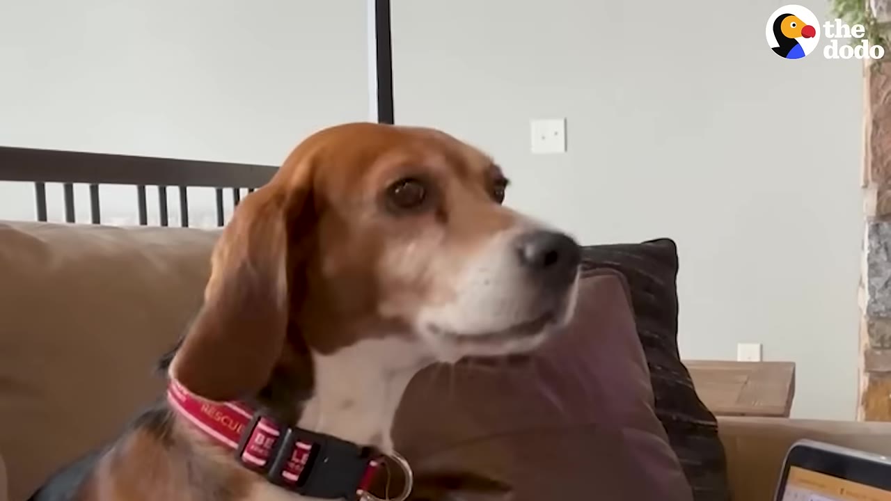 A brown and white beagle-mix dog wearing a red collar sits on a couch, looking attentively to the side.