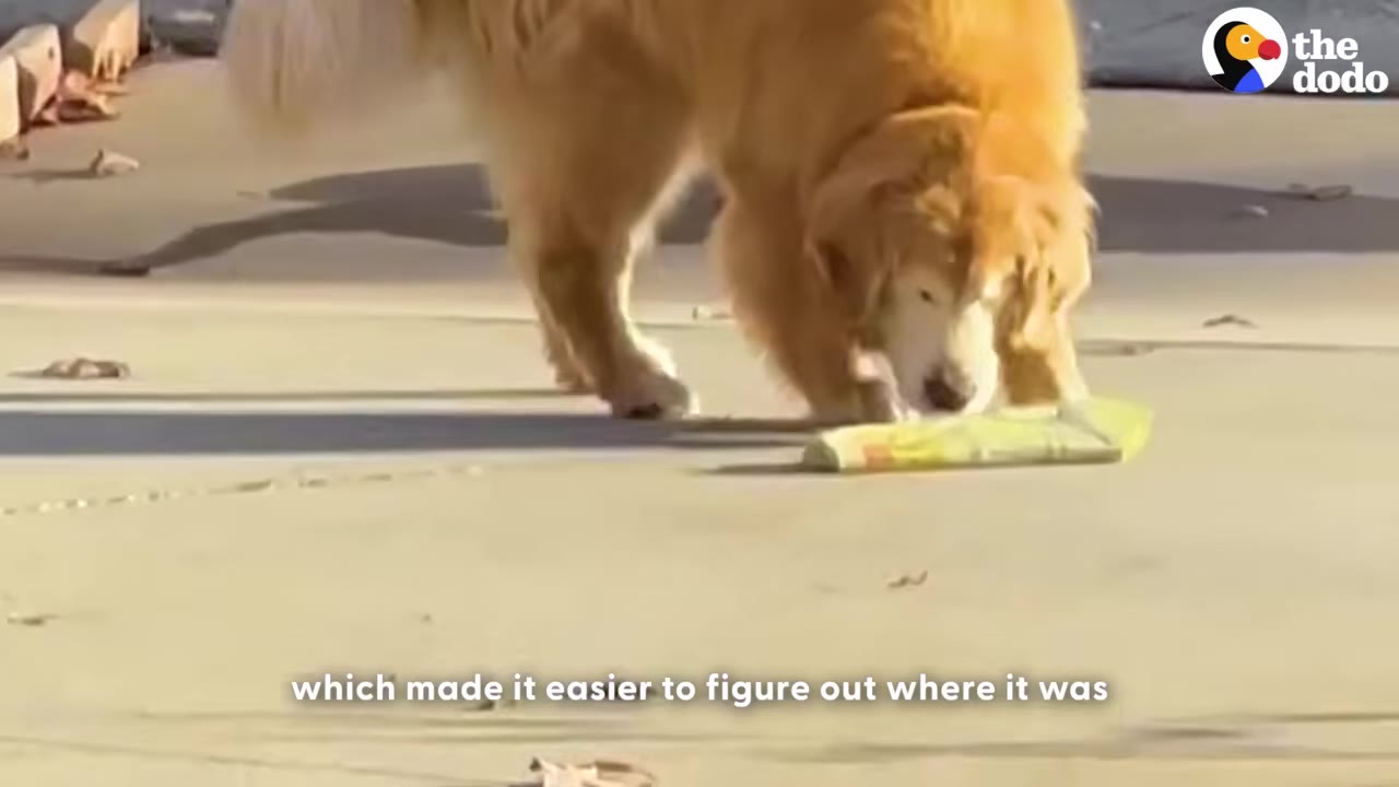 A golden retriever walks on a concrete driveway towards a newspaper wrapped in a yellow plastic bag.