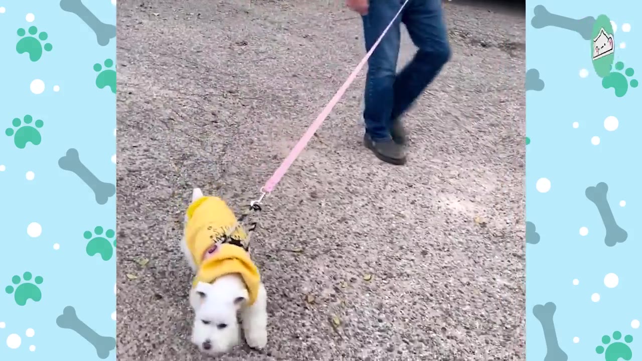 A small white dog wearing a yellow sweater is being walked on a pink leash by a person in blue jeans on a gravel path.