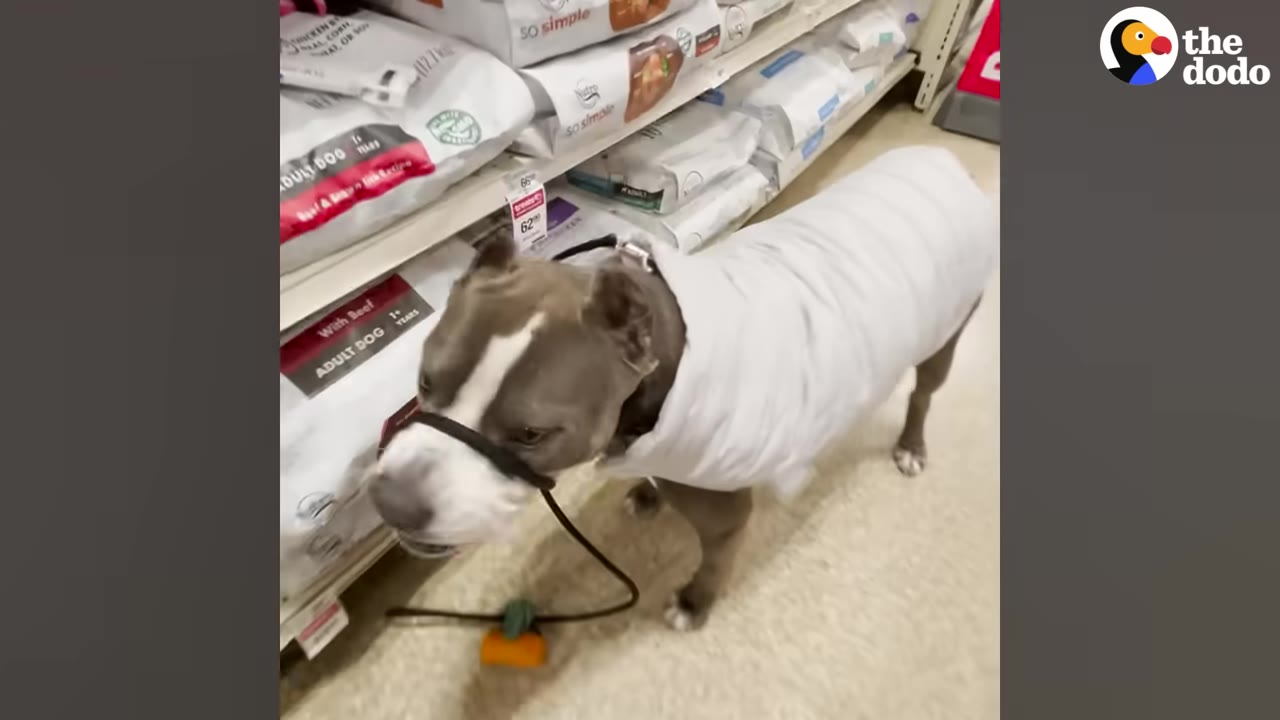 A grey and white dog wearing a white puffer vest stands in a store aisle next to shelves of dog food.