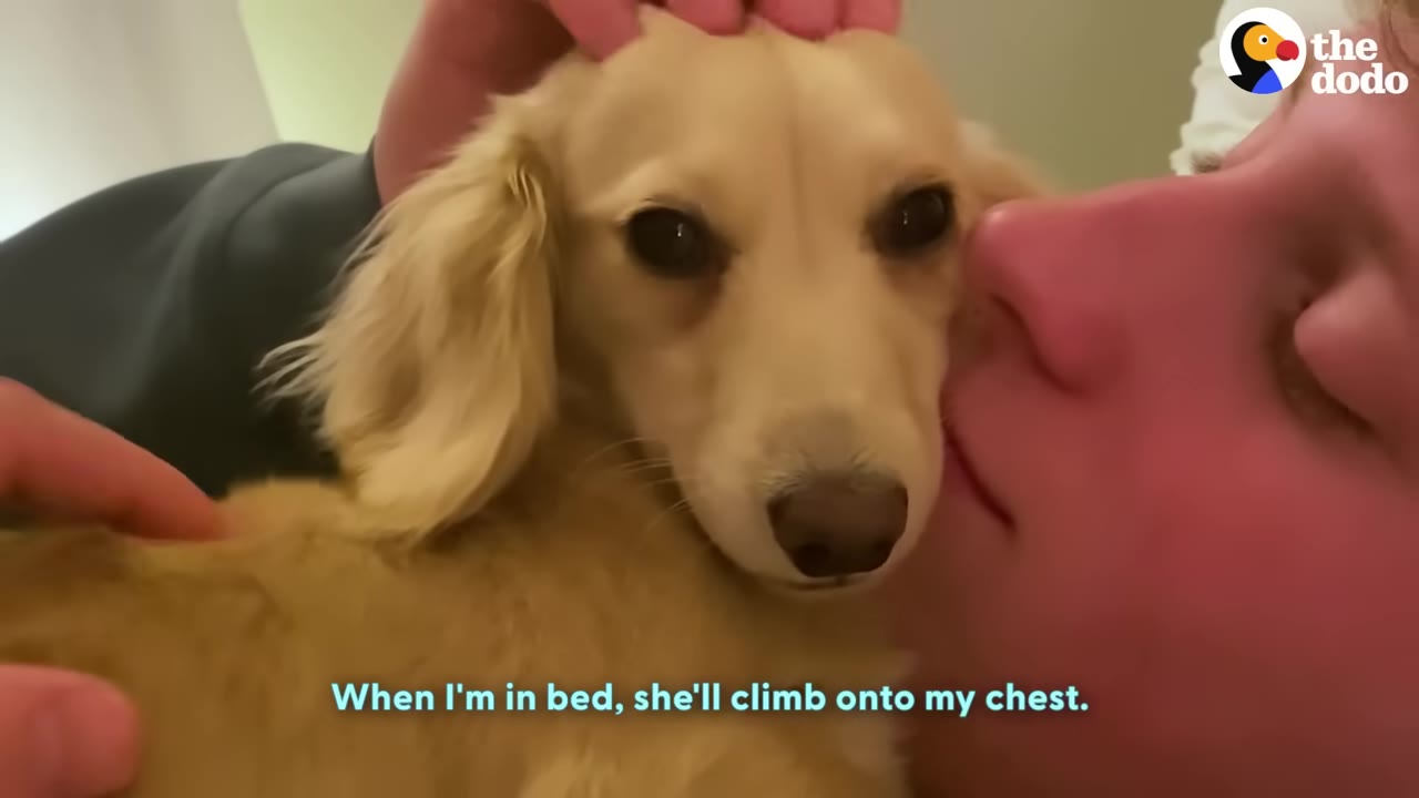 A close-up of a light brown dachshund lying on a person's chest while being petted and kissed on the cheek.