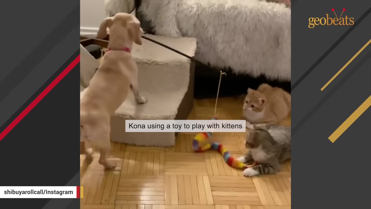 A small tan dog stands on a step holding a wand toy in its mouth, dangling a colorful plush toy for two kittens on the wooden floor.