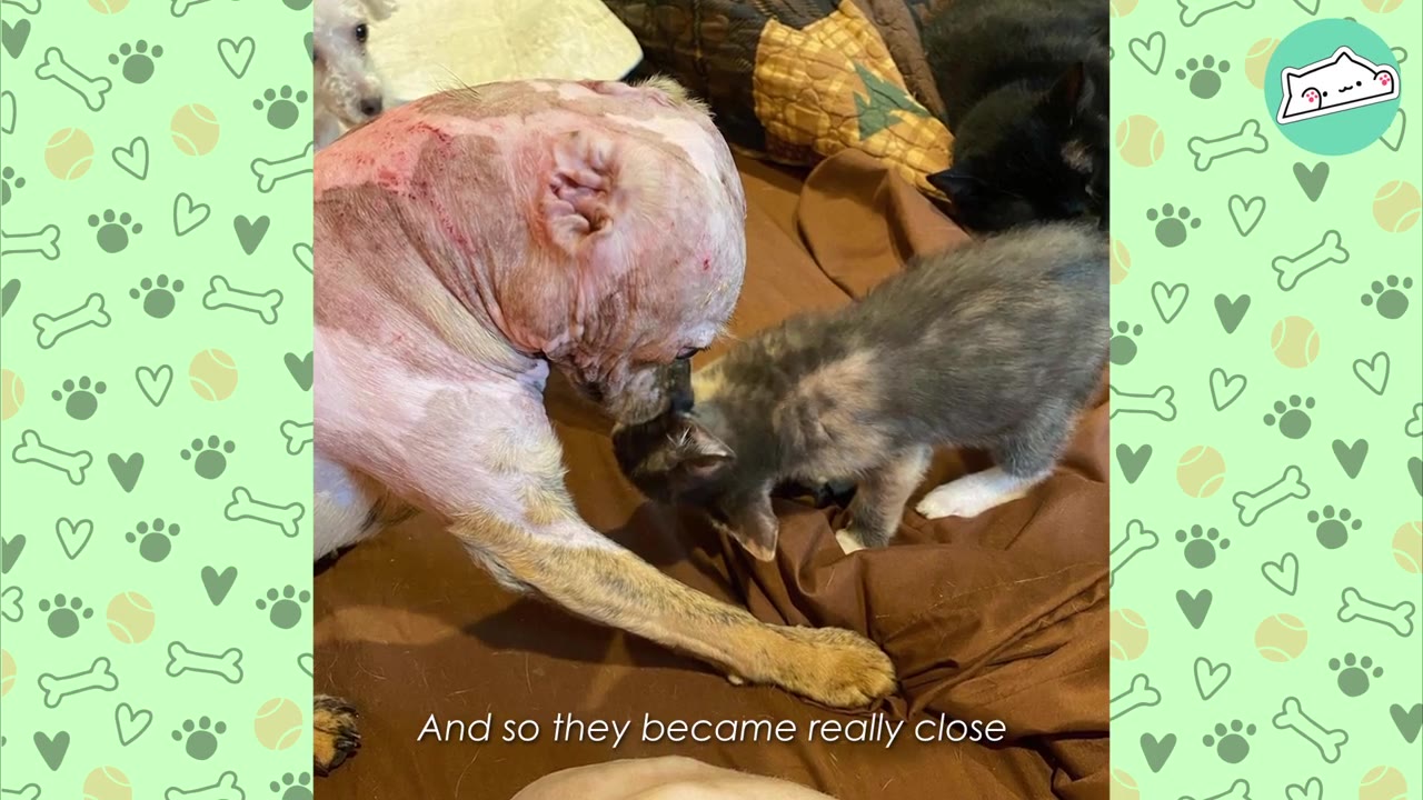 A hairless dog with healing skin gently nuzzles a small tortoiseshell kitten on a brown blanket.