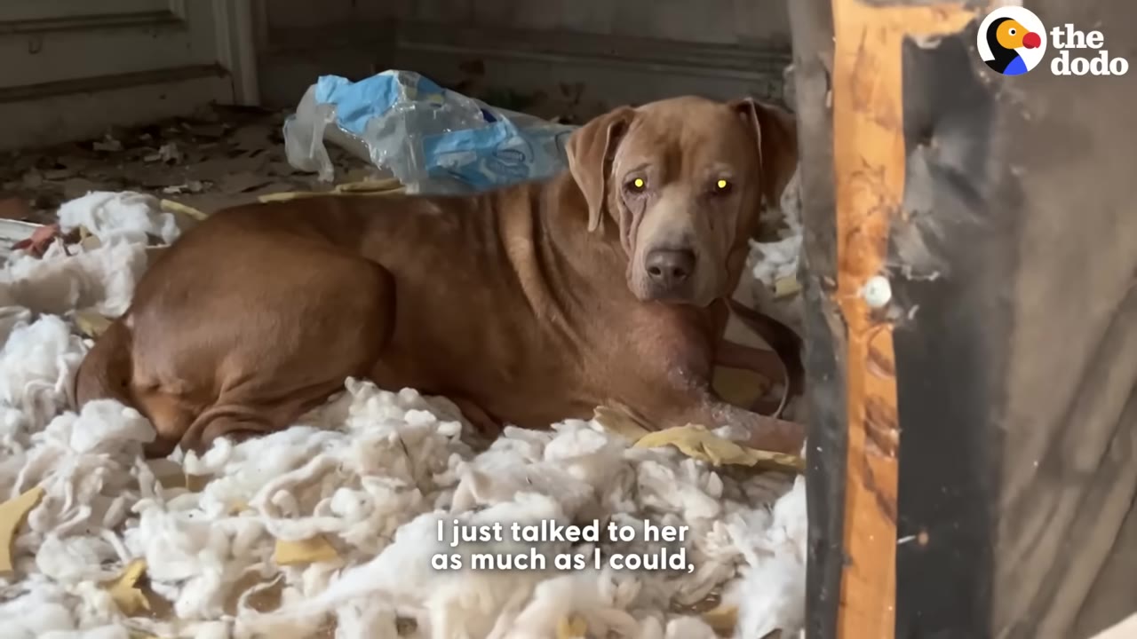 A brown dog lies on white stuffing in a messy room, looking directly at the camera with a worried expression.
