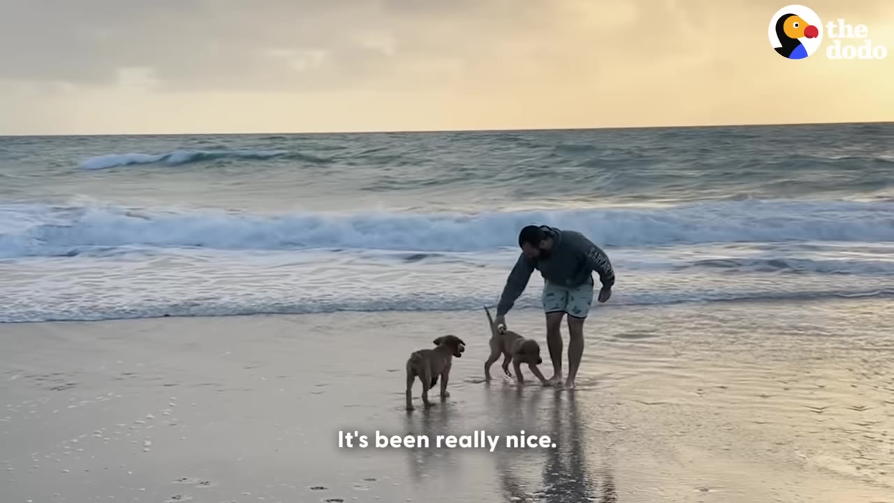 A man stands on a sandy beach next to ocean waves, playing with two small brown puppies.