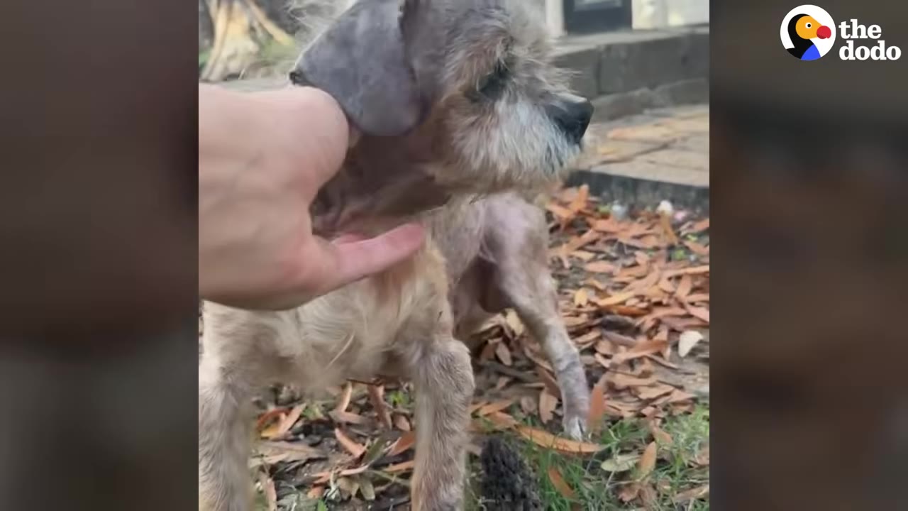 A small, scruffy dog with grey and tan fur growing back stands outside on dry leaves while a person gently pets under its chin.